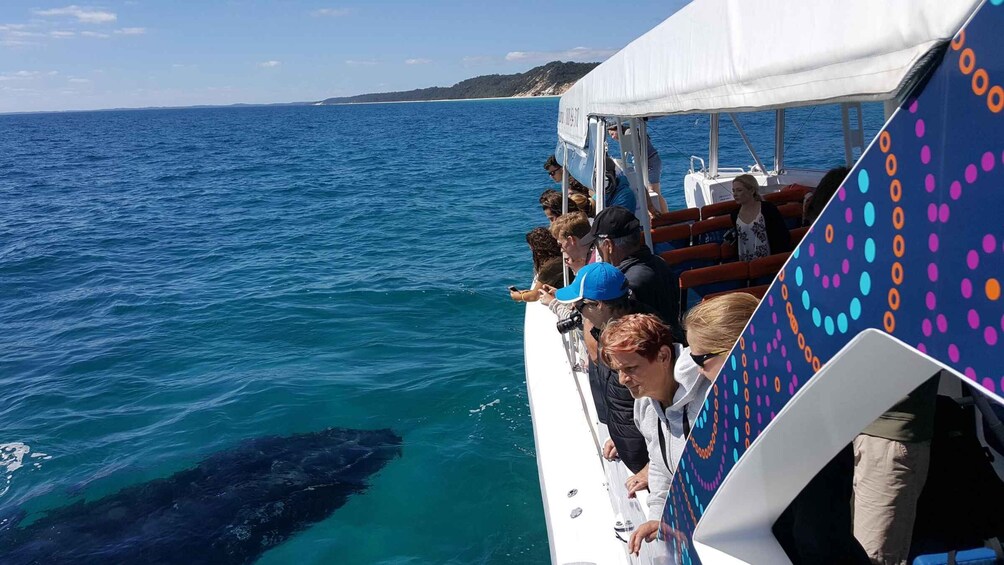 Picture 4 for Activity Hervey Bay: Ultimate Whale Watching Experience