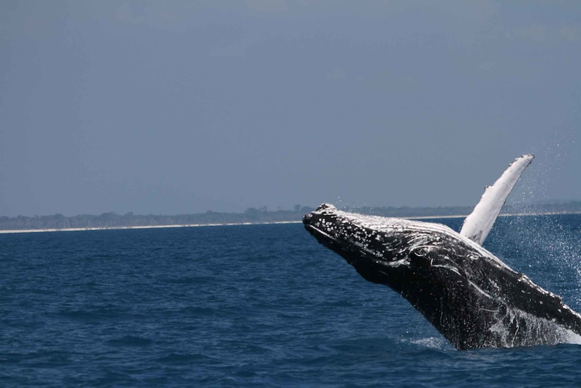 Picture 4 for Activity Hervey Bay: Ultimate Whale Watching Experience
