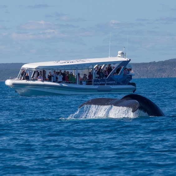 Picture 7 for Activity Hervey Bay: Ultimate Whale Watching Experience