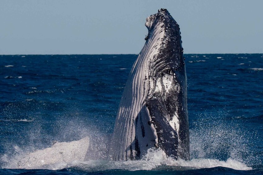 Picture 8 for Activity Hervey Bay: Ultimate Whale Watching Experience