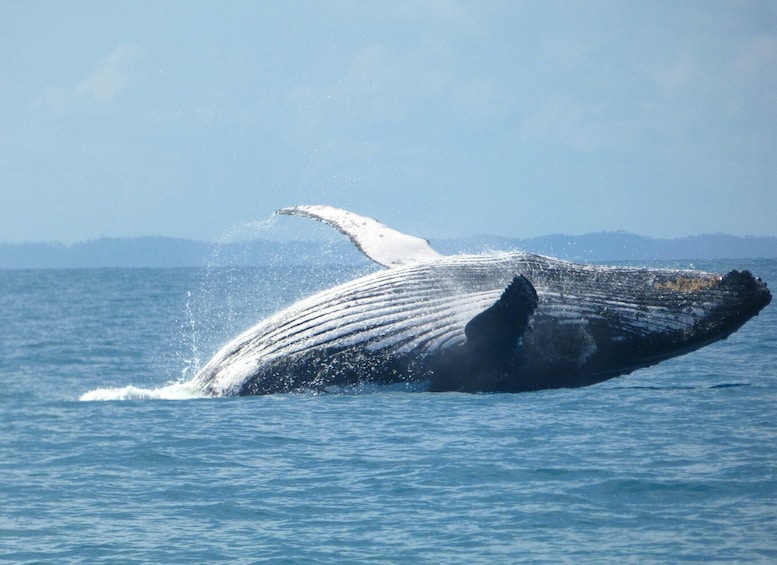 Picture 5 for Activity Hervey Bay: Ultimate Whale Watching Experience