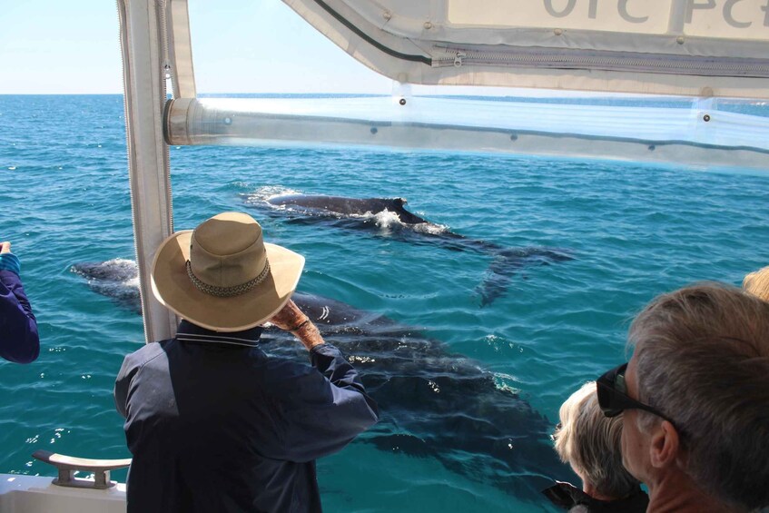 Hervey Bay: Ultimate Whale Watching Experience