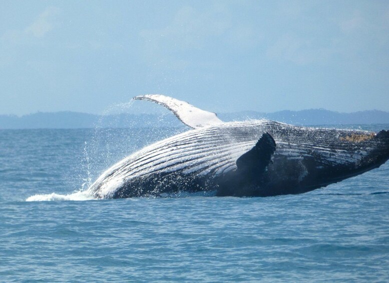 Picture 5 for Activity Hervey Bay: Ultimate Whale Watching Experience