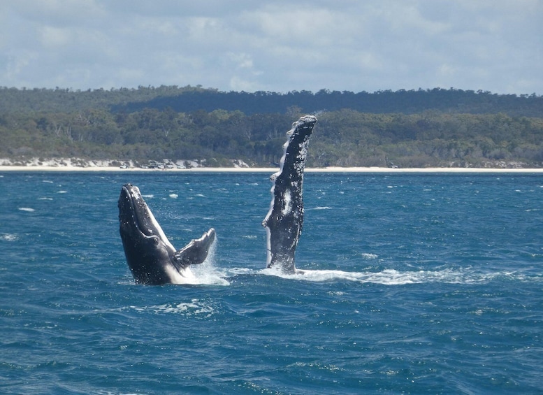 Picture 10 for Activity Hervey Bay: Ultimate Whale Watching Experience