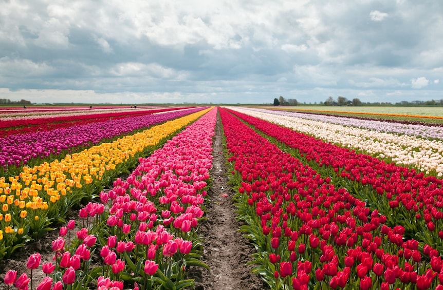 Keukenhof bus tour from Amsterdam 