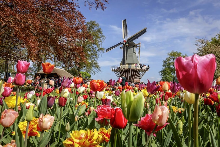 Keukenhof bus tour from Amsterdam 