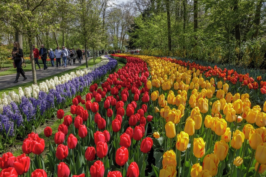 Keukenhof bus tour from Amsterdam 