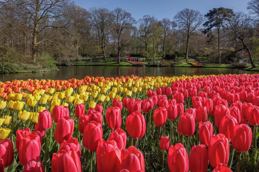 Combo: Keukenhof skip-the-line entry and Amsterdam Canal Cruise