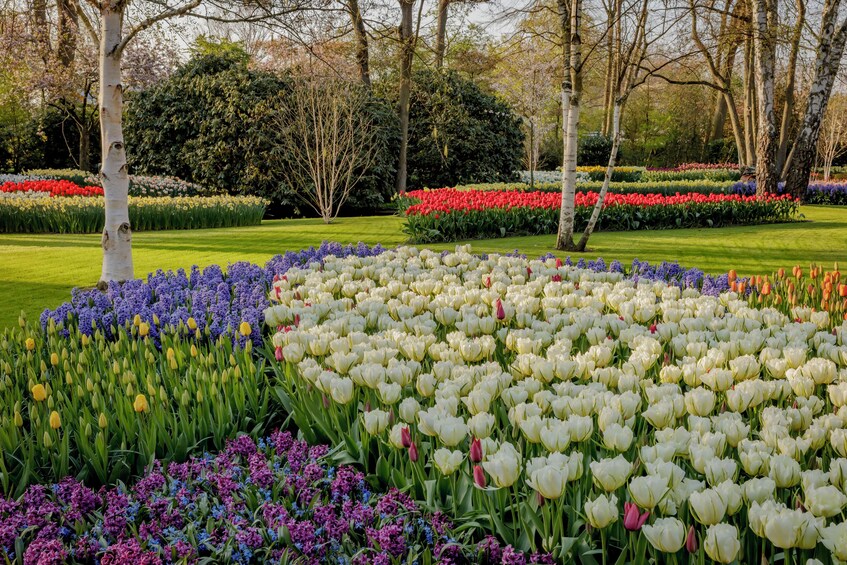 Combo: Keukenhof skip-the-line entry and Amsterdam Canal Cruise