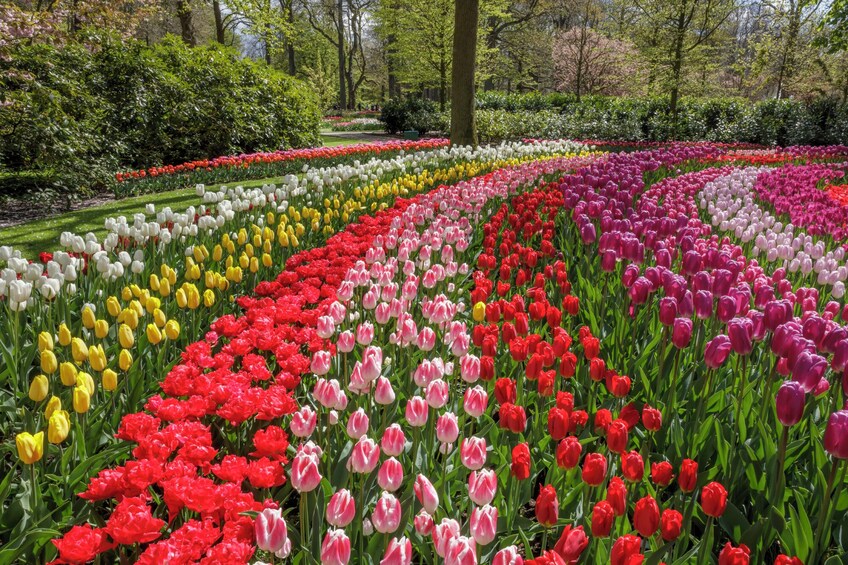 Combo: Keukenhof skip-the-line entry and Amsterdam Canal Cruise