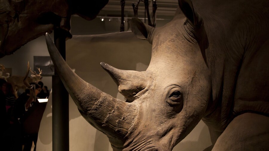 National Museum of Scotland In-App Audio Tour: Exploring the World History