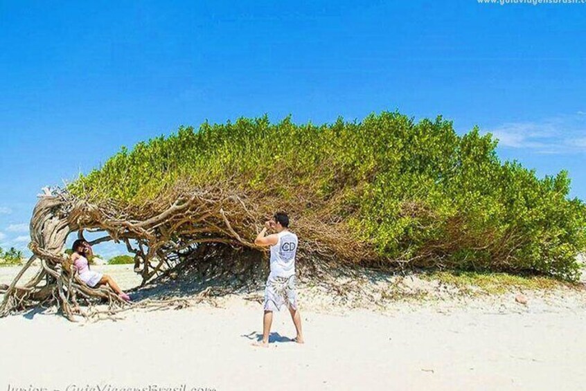 Full Day VIP Tour in Jericoacoara