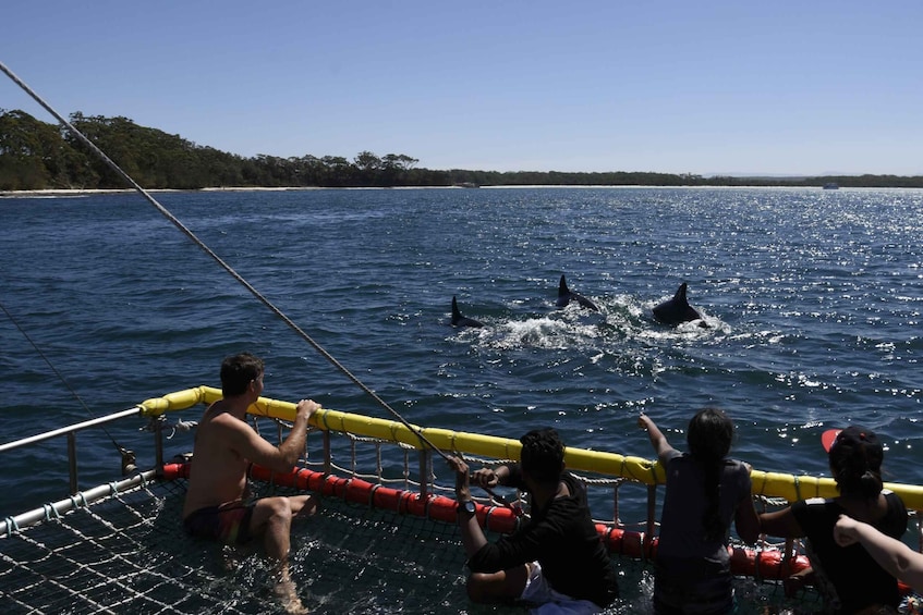 Picture 1 for Activity Huskisson: Dolphin Cruise & Boom Netting Experience
