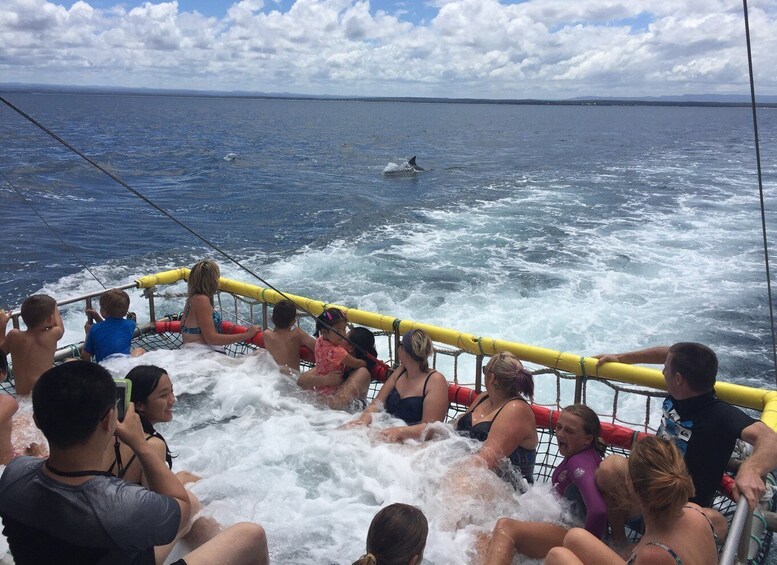 Huskisson: Dolphin Cruise & Boom Netting Experience