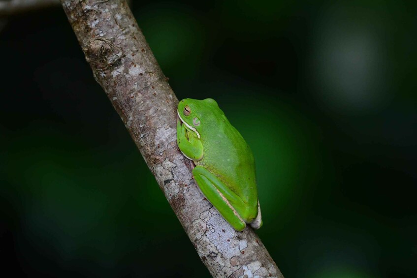 Picture 2 for Activity From Cairns: Daintree National Park Private Tour