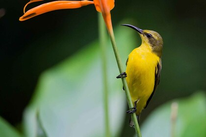 Au départ de Cairns : Visite privée du parc national de Daintree