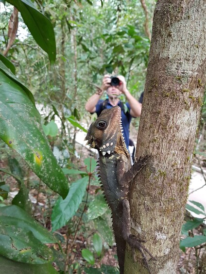 Picture 13 for Activity From Cairns: Daintree National Park Private Tour