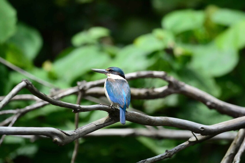 Picture 10 for Activity From Cairns: Daintree National Park Private Tour