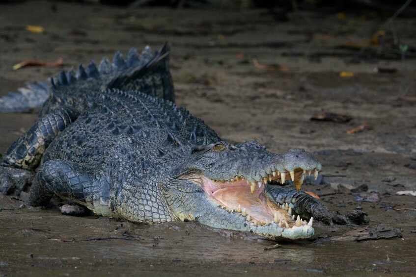 Picture 7 for Activity From Cairns: Daintree National Park Private Tour