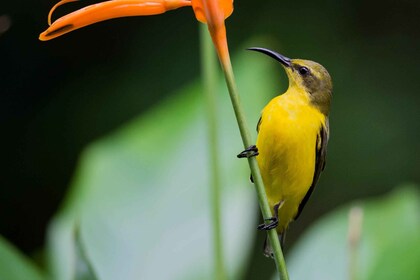 Dari Cairns: Tur Pribadi Taman Nasional Daintree