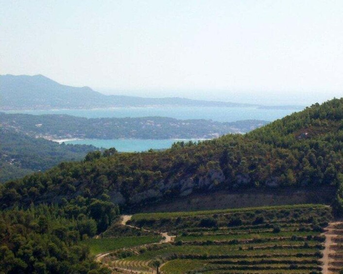 Picture 5 for Activity Marseille Vieux Port & Wine Tasting - Private Tour