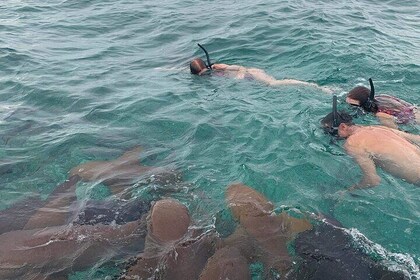 Snorkel HolChan Shark Ray Alley and Caye Caulker Manatee Spotting