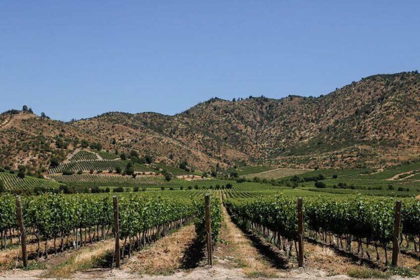 Panoramic Vineyards