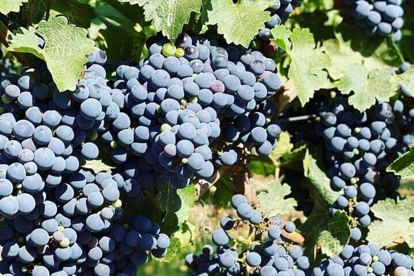 Bunch of grapes