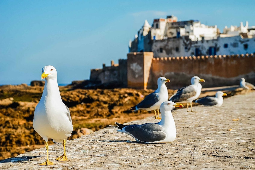 Picture 1 for Activity From Marrakesh: Essaouira Full-Day Trip