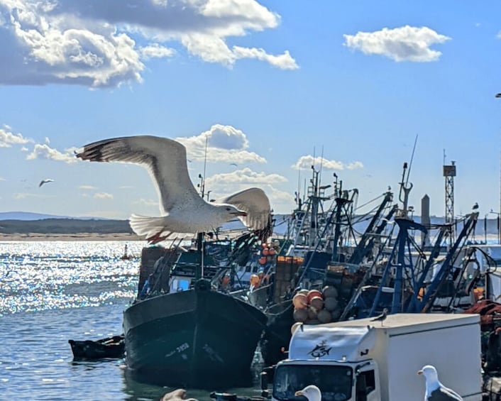 From Marrakesh: Essaouira Full-Day Trip