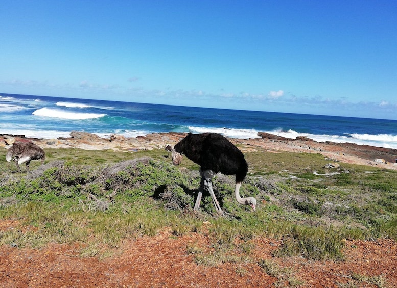 Picture 10 for Activity Cape Peninsula: Cycle & Drive Private Full Day Tour