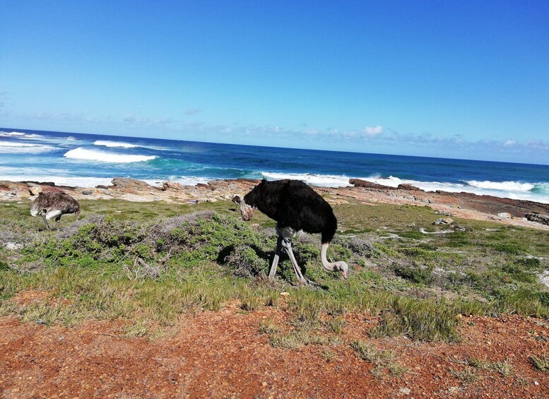 Picture 10 for Activity Cape Peninsula: Cycle & Drive Private Full Day Tour