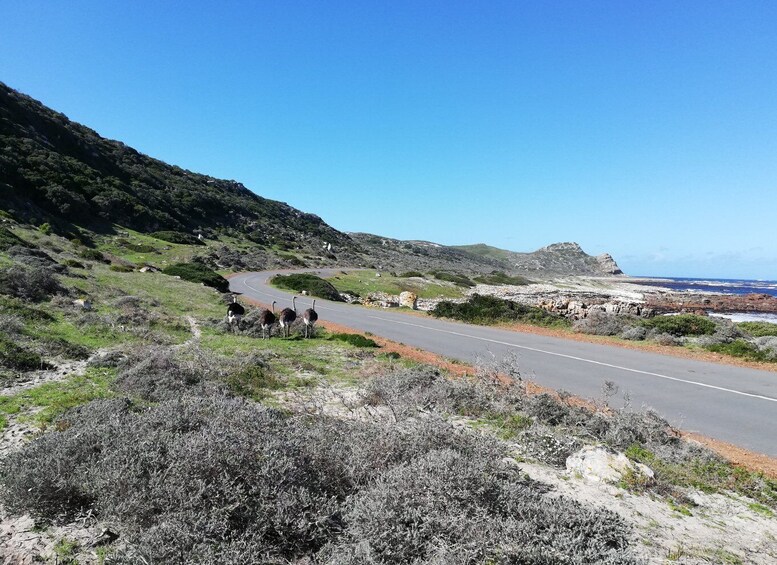 Picture 18 for Activity Cape Peninsula: Cycle & Drive Private Full Day Tour