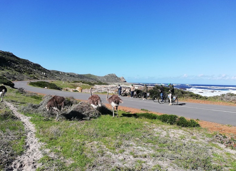 Picture 20 for Activity Cape Peninsula: Cycle & Drive Private Full Day Tour