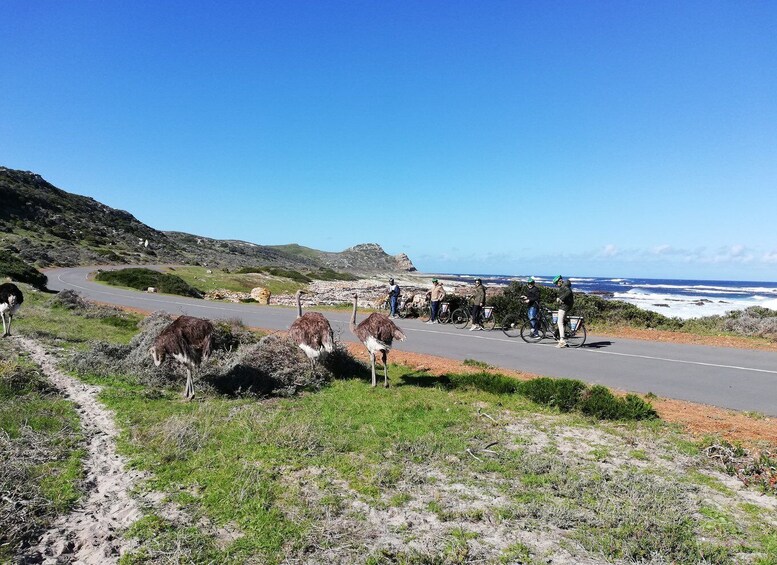 Picture 20 for Activity Cape Peninsula: Cycle & Drive Private Full Day Tour