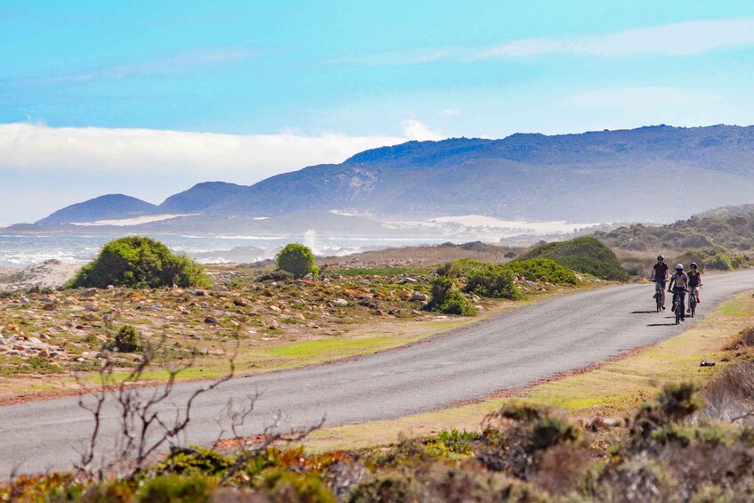 Picture 13 for Activity Cape Peninsula: Cycle & Drive Private Full Day Tour