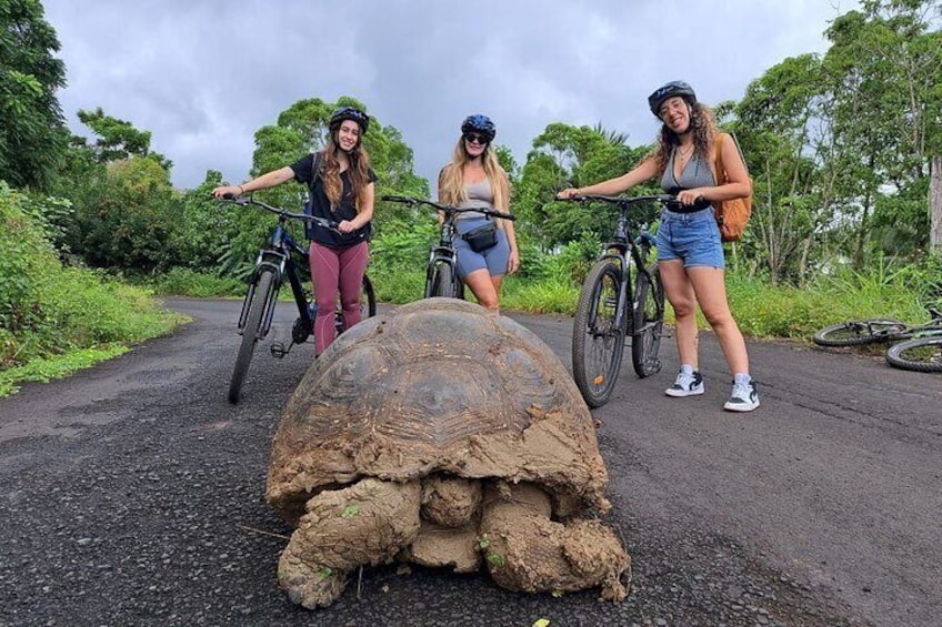 Private BiciTour Giant Tortoises and Lava Tunnel in Galapagos