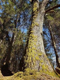 Ontdek het beste van Sigulda en Gauja National Park in één dag