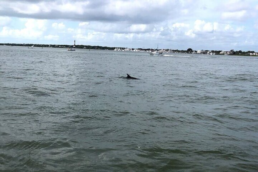 Dolphin sighting in St. Augustine