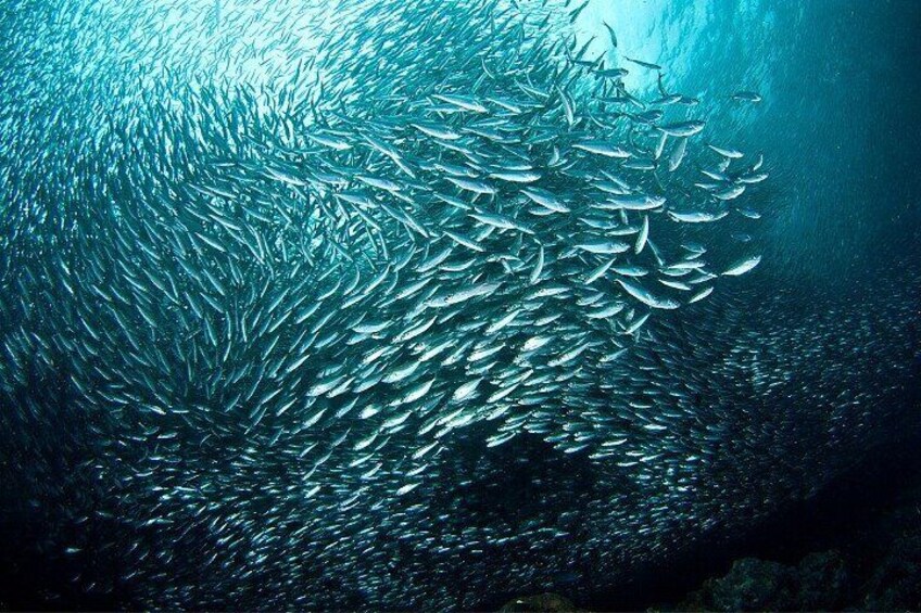 Moalboal Sardines Run Private Tour