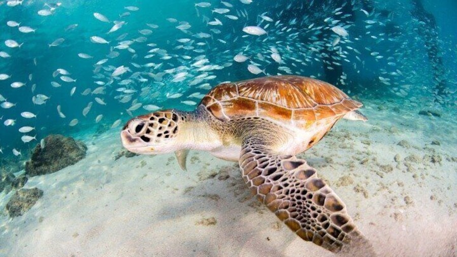 Moalboal Sardines Run Private Tour w/ GoPro/Action Camera Option