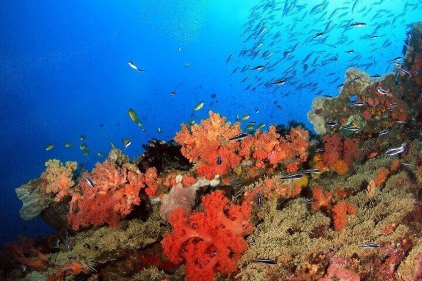 Moalboal Sardines Run Private Tour