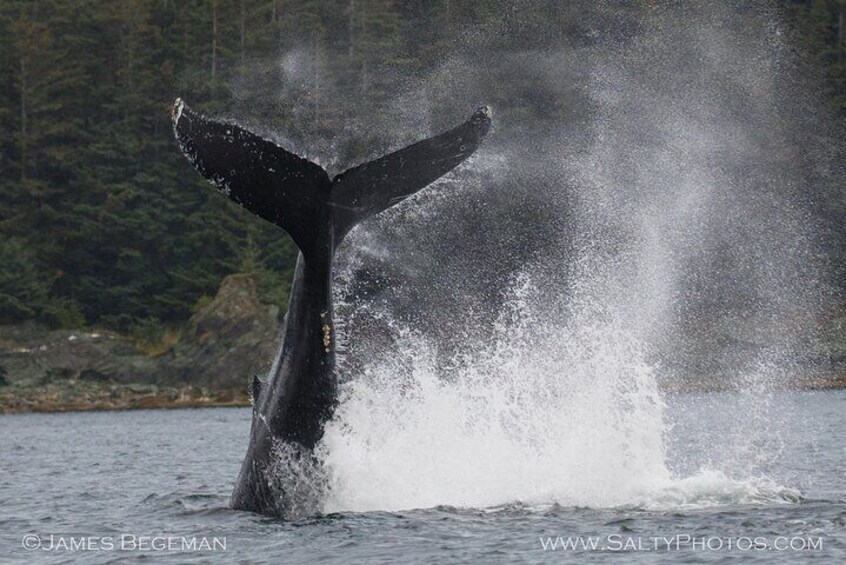 Whale watching sport fishing salmon private charters