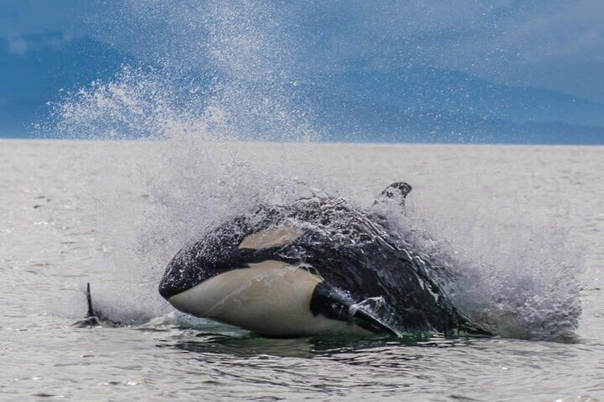 Whale-watching, Icy point, Hoonah , whales, Orca, killer-whales.