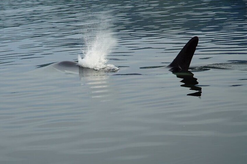 Whale-watching, Icy point, Hoonah , whales, Orca, killer-whales.