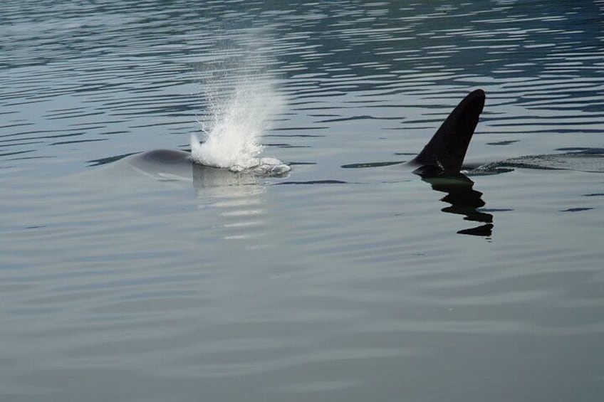Whale-watching, Icy point, Hoonah , whales, Orca, killer-whales.