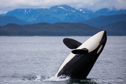 Whale-watching, Icy point, Hoonah , whales, Orca, killer-whales.