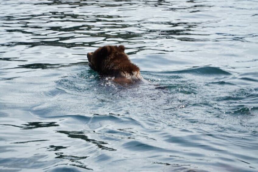 when whale watching quickly turns into bear watching.
