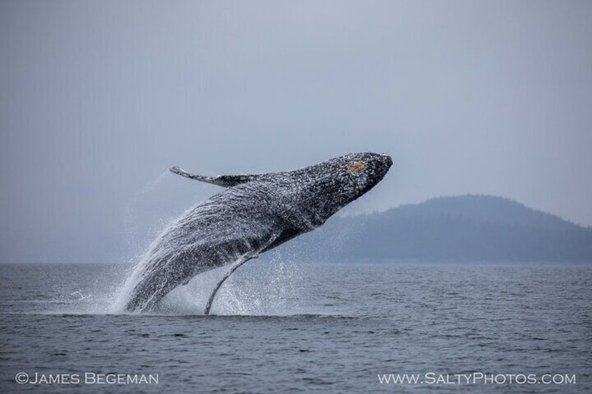 South east whale breach