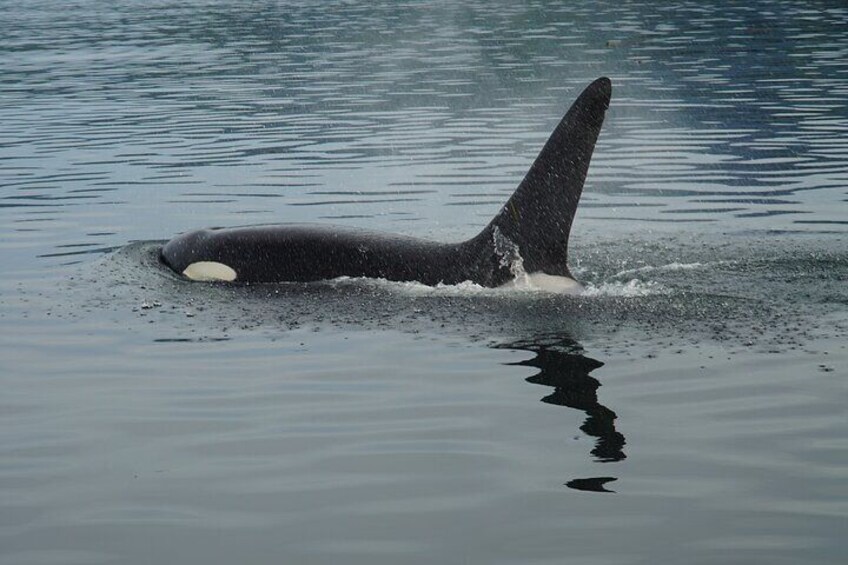 Whale-watching, Icy point, Hoonah , whales, Orca, killer-whales.
